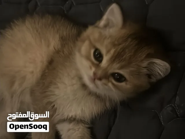 قطط للبيع بالخبر