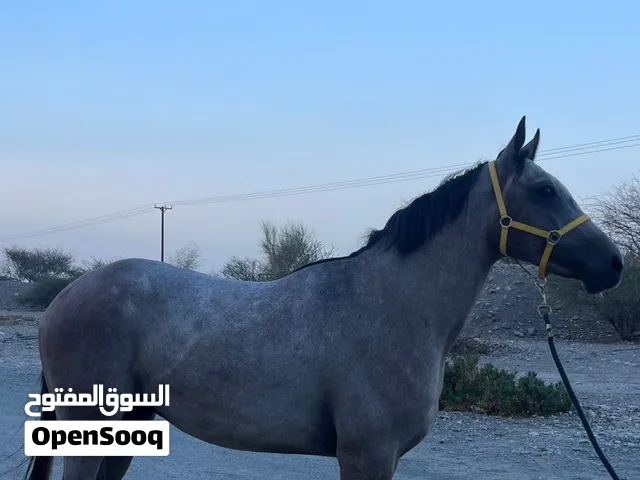 حصان للبيع