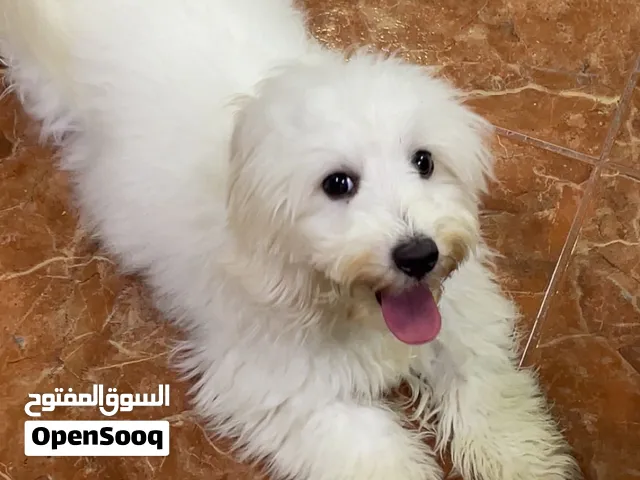 MALTESE PUPPY