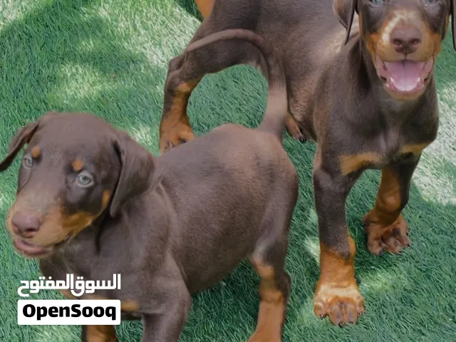Maltipo Bobby+Dobar man male and دوبر مان ..female + Chow Chow male +