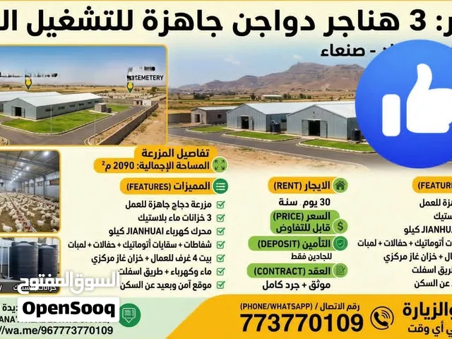 مزرعة دواجن متكاملة للإيجار في صنعاء للإنتاج الفوري