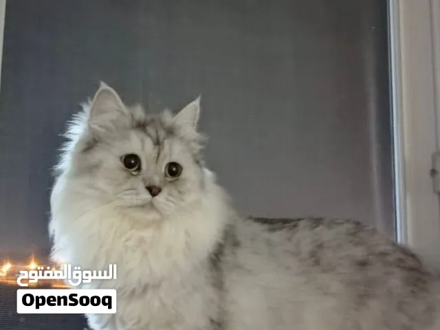 قطة للبيع شيرازيه