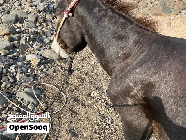 حمار البيع