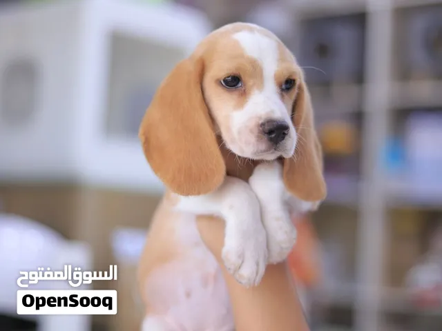 جراء بيجل مميزه جدا مستورد مع جواز سفر ومايكروشيب وجميع المطاعيم