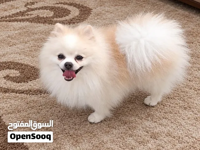 ذكر بورمينيان جميل جدا جدا ولعوب اوى مع الاشخاص عامل زى الدبدوب وبيحب الخروج واللعب جدا