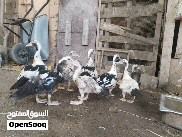 بط مصري الوصف مهم