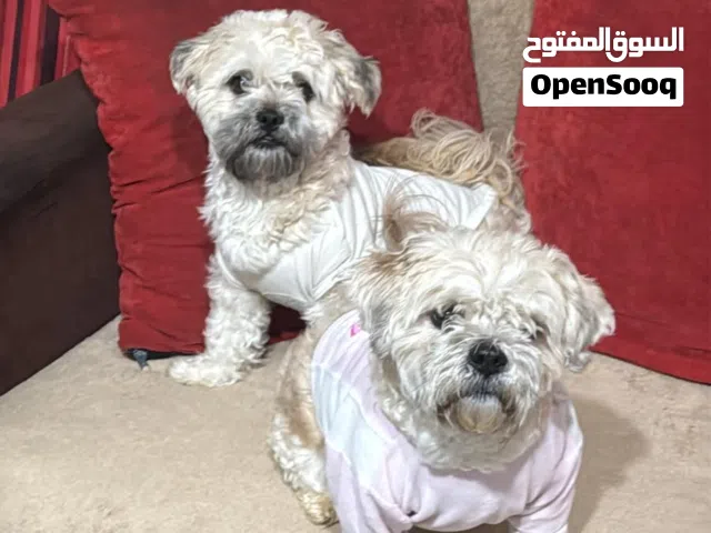 كلاب شيتزو