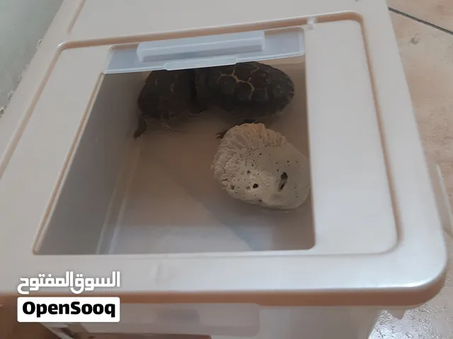 baby turtle and a adult turtle with turtle pet house for sale