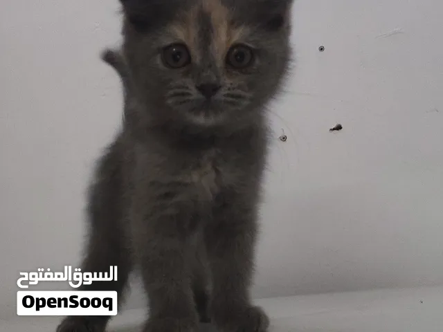 female Scottish fold kitten for sale for 1200 Dirhams.  preferred payment method is cash