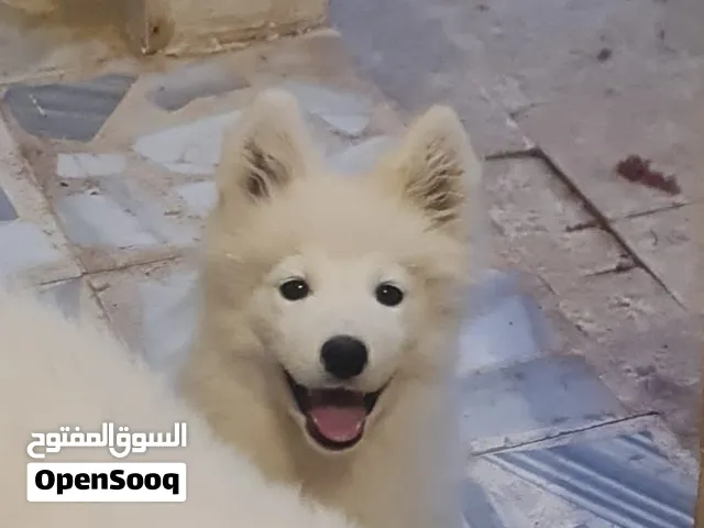جرو سامويد سلاله نقيه 100% انثا للبيع كلاب نشيطه ولعوبه وجميله جدا للعائله والاطفال