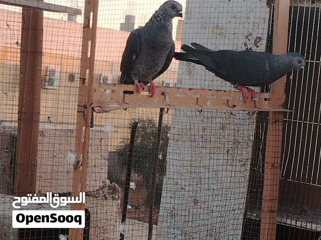 3 جواز 6 حبات للبيع او للبيع ع جاج بياض