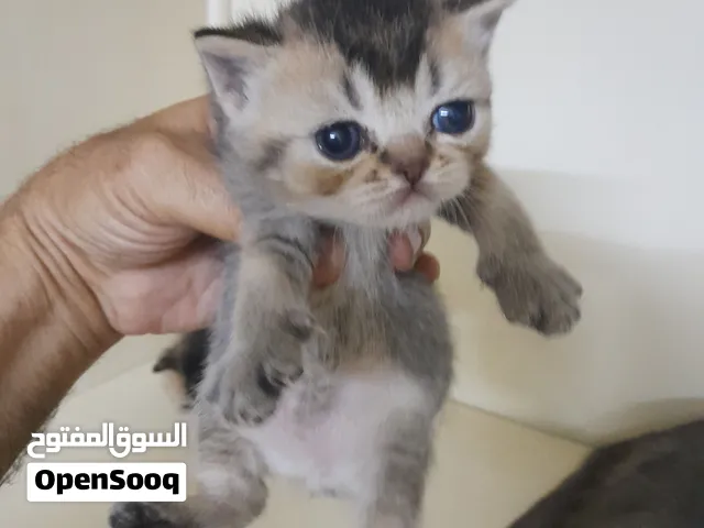 قطة برتش بلو منتجة معاها 4 كيتن