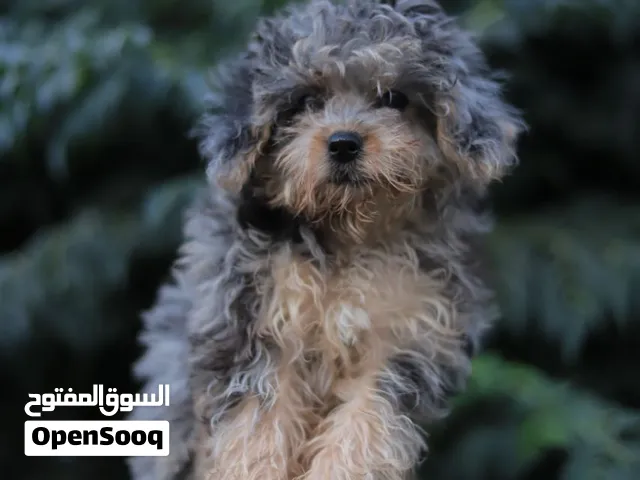 بودل مستورد مع جواز السفر وجميع المطاعيم اللازمه وجرعه الدود ومايكروشيب التسليم في عياده بيطريه