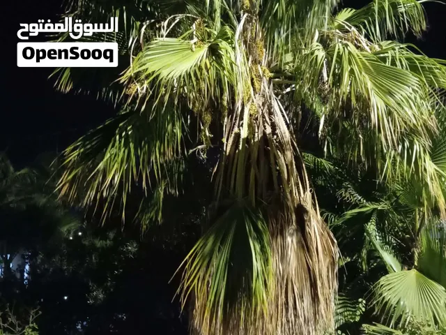 شجر نخيل واشنطون