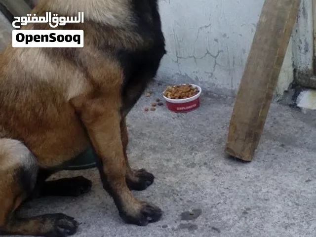 رايد كلب مالينو للتبني الي عنده يراسلني واتساب