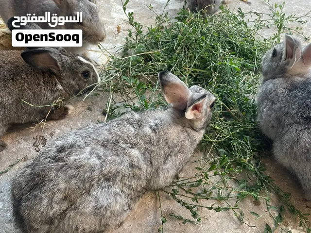 ارانب للبيع مختلف الاعمار