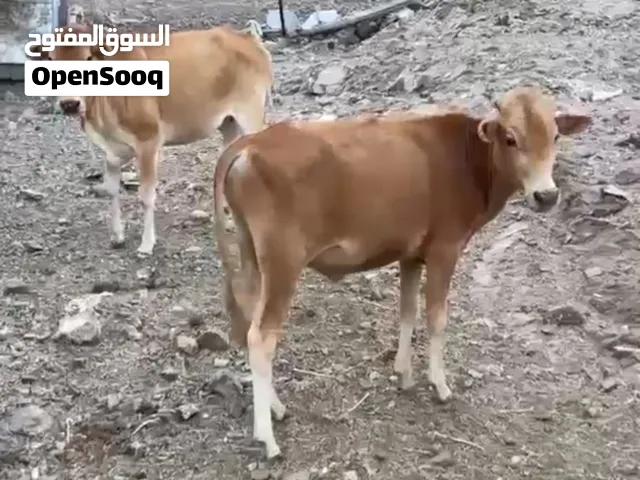 للبيع عجل و عجله