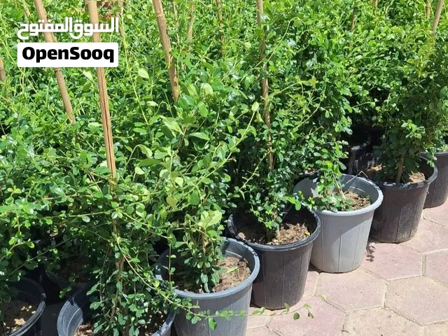 تنسيق حدائق وتركيب شبكات الرأي العادي والاوتومتك وتركيب البلاط المتداخل والكربستون قص وشلع الأشجار