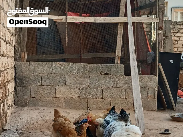 العمر 3شهور الوان ربي يبارك