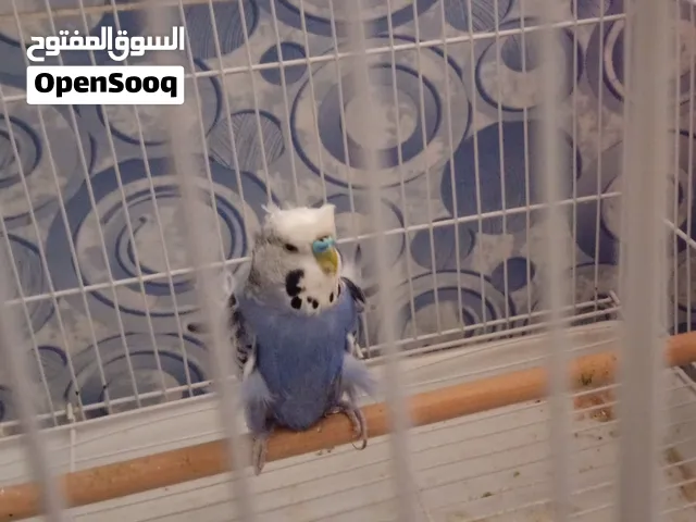 تك هاجرمو مفتل السعر 15 الف