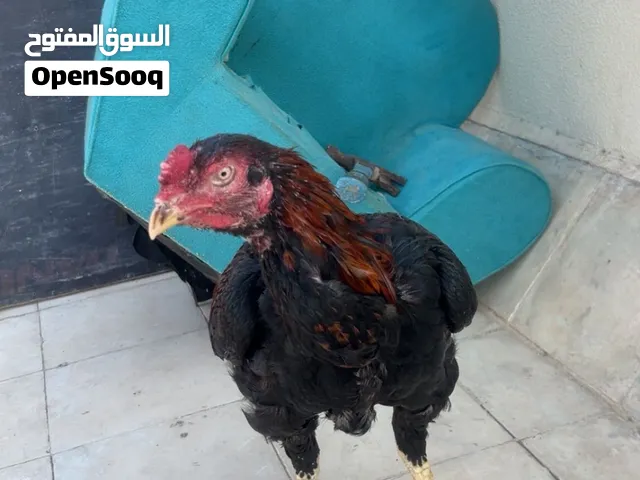 ديك باكستاني سندي