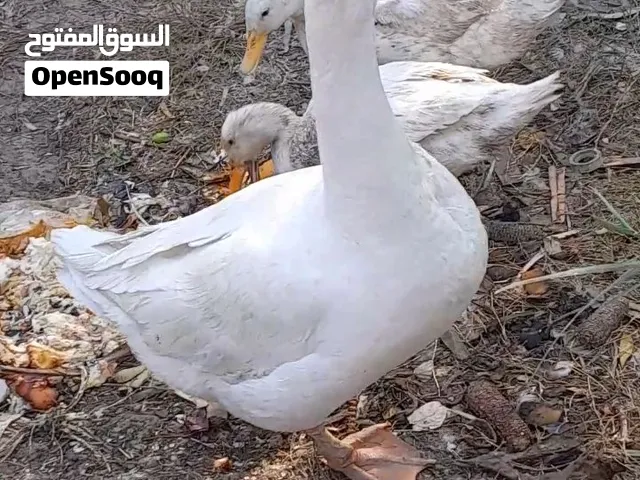 سلام عليكم وز البيع صحه خير من الله نضيف