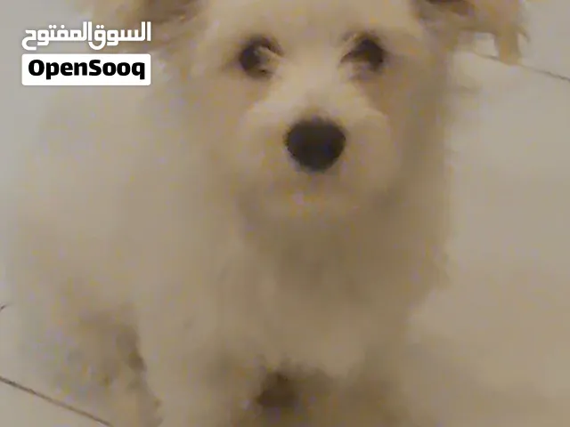 شيتزو عمرها3 شهور حاليا