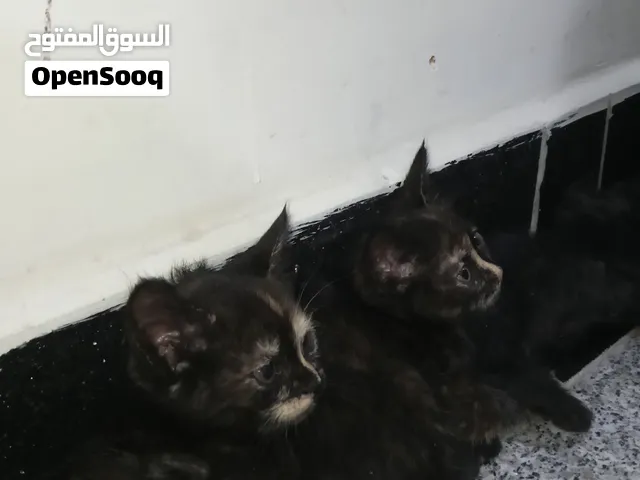 قطط صغيرة