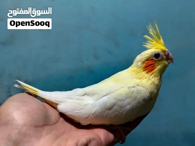 كوكتيل لاتيني عين حمره للتاكيل اليدوي عمر 35 يوم