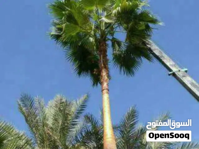 نخل واشنطني زينه للبيع بجميع المقاسات