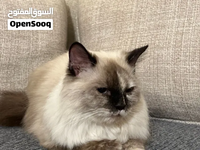 أنثى شوكليت هيمالايا