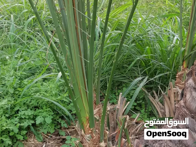 فسائل برني