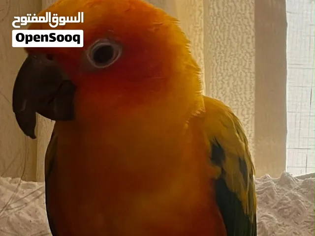 ببغاء سن كنيور
