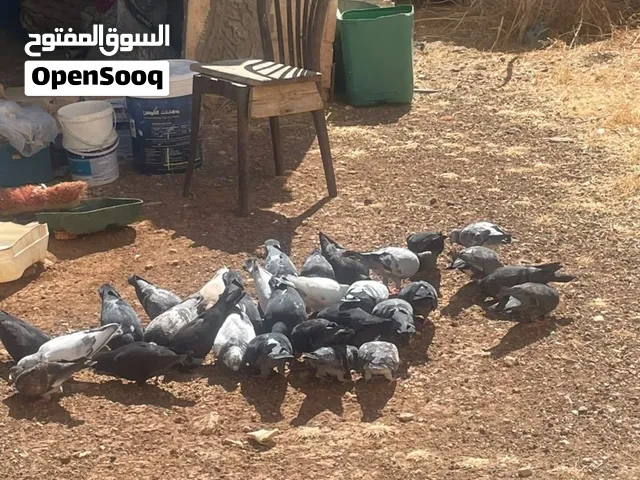 حمام مصري طلق جديد للبيع بالجوز