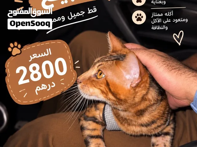 ذكر قط بنقالي للبيع  bengal cat for sale male