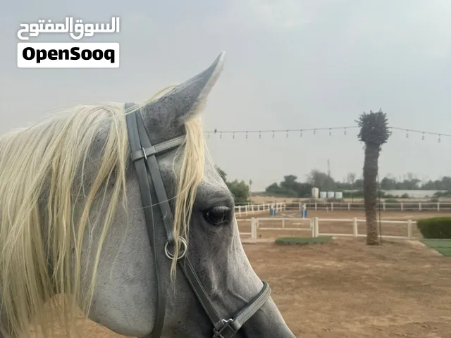 فرس جمال وركوب