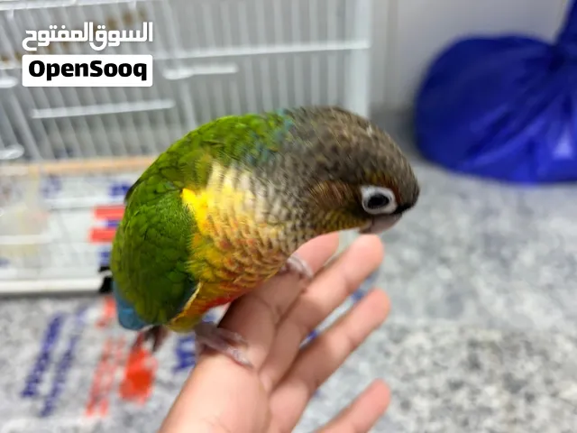 للبيع كنيور ربوه اليف