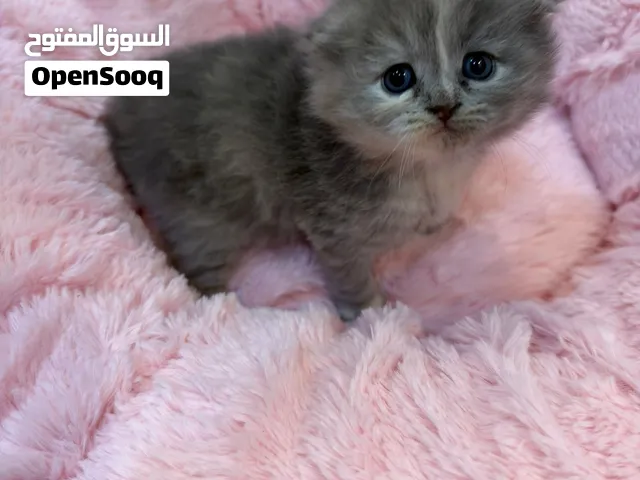 قطوه للبيع