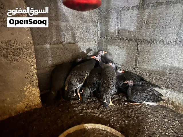 فروخ دجاج الحبشي