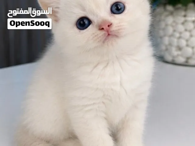 Fes (1000) pure ketten blue point Scottish Straight