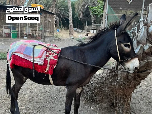 حماره طبيع