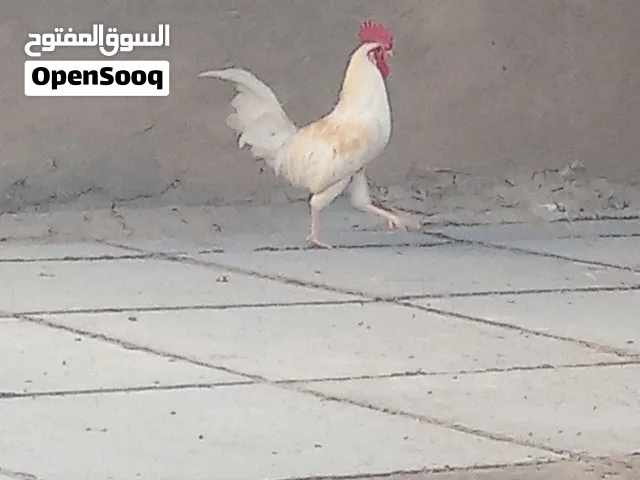 دجاجة و ديك