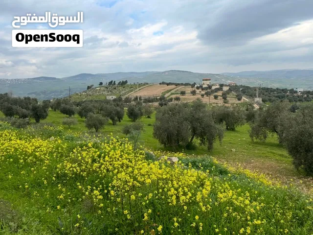 ارض للبيع بيرين ( العالوك ) مشجرة زيتون مميزة 3500 m للبيع لبناء مزرعة إطلالة جميلة من المالك مباشرة