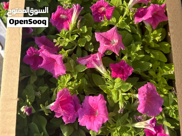 Petunia Flowers – Colorful Flowering Plants