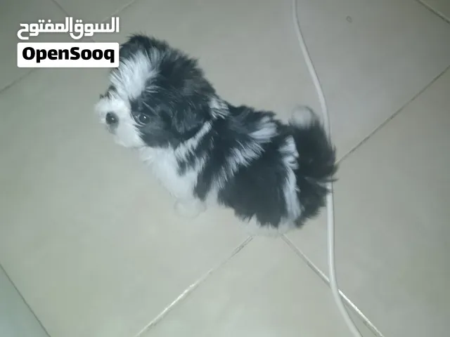 حط سعرك وحياك شيل