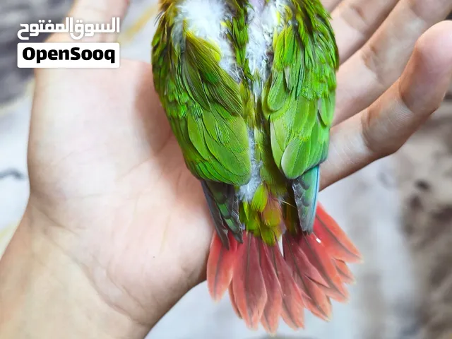 فرخ كنيور للبيع تابع الوصف