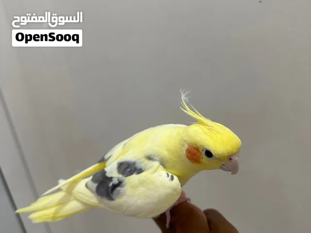 كوكتيل حبتين ذكرين الاصفر اليف ويغني 3 اغاني ب 450