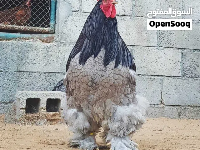 صيصان للدجاج الكوشن والبراهما