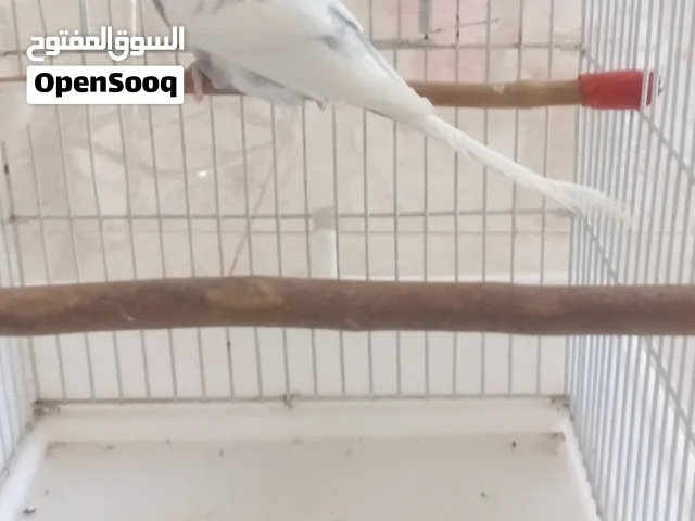 بادجي للبيع