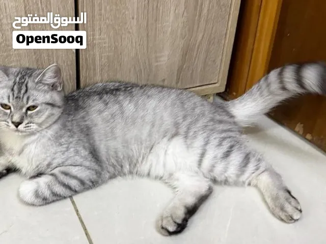 cat for sale